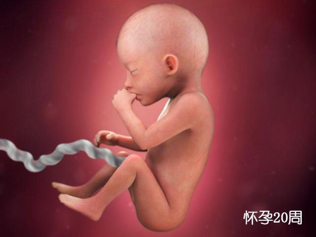 胚胎发育图1-40周孕妇,胎儿在子宫发育全过程