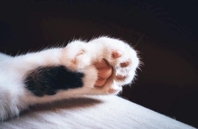为什么猫有九条命还会摔死,终于知道猫为什么有9条命了