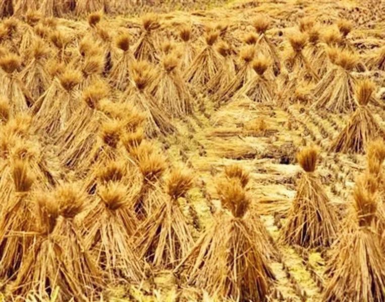 秋天的味道诗歌,秋天的味道歌曲