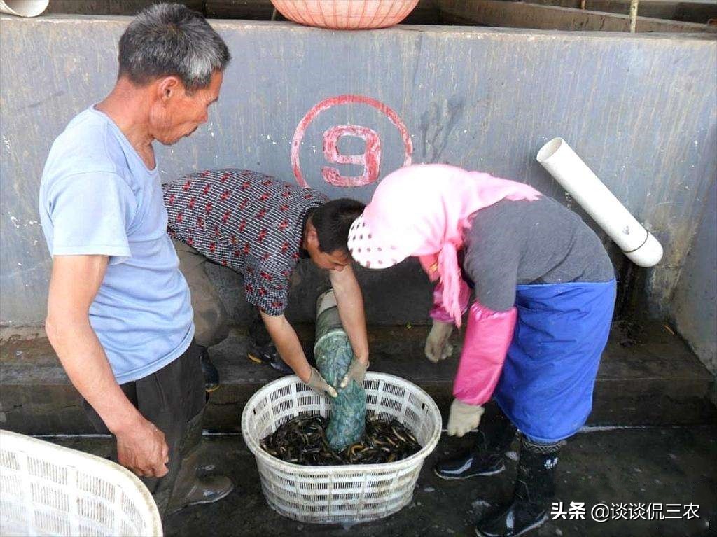泥鳅养殖致富快一年收入过百万,养殖泥鳅能赚多少钱一斤