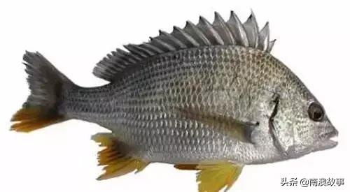 潮汕海鲜大全带图片,十大最好海鲜鱼