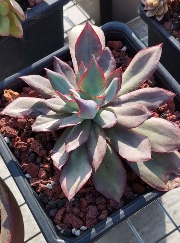 养多肉植物修身养性,多肉的习性和日常养护方法