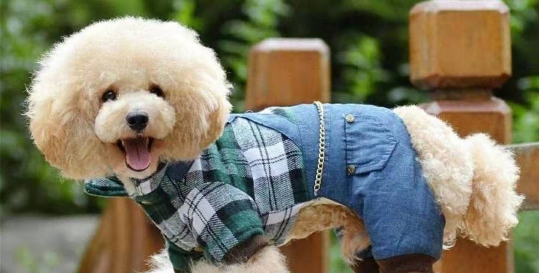 给宠物买衣服需要关注什么,给宠物穿衣服后果