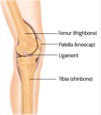膝关节系列科普膝关节的基本结构,讲解膝关节的组成
