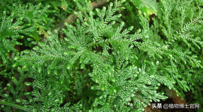 卷柏总是浇水怎么叶子还是卷曲,卷柏盆栽如何浇水