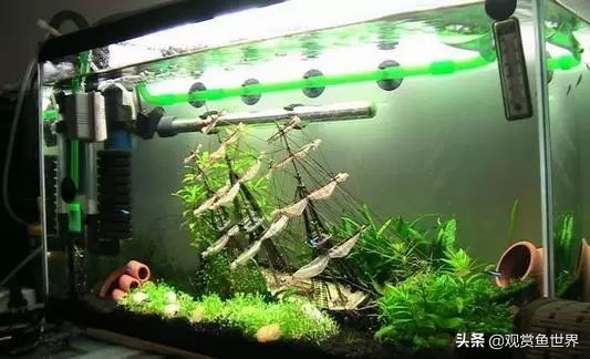 养小型观赏鱼常备药,观赏鱼能用什么药最安全