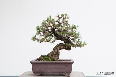 黑松盆景摘芽拔针图解 (黑松盆景针芽怎样修剪)