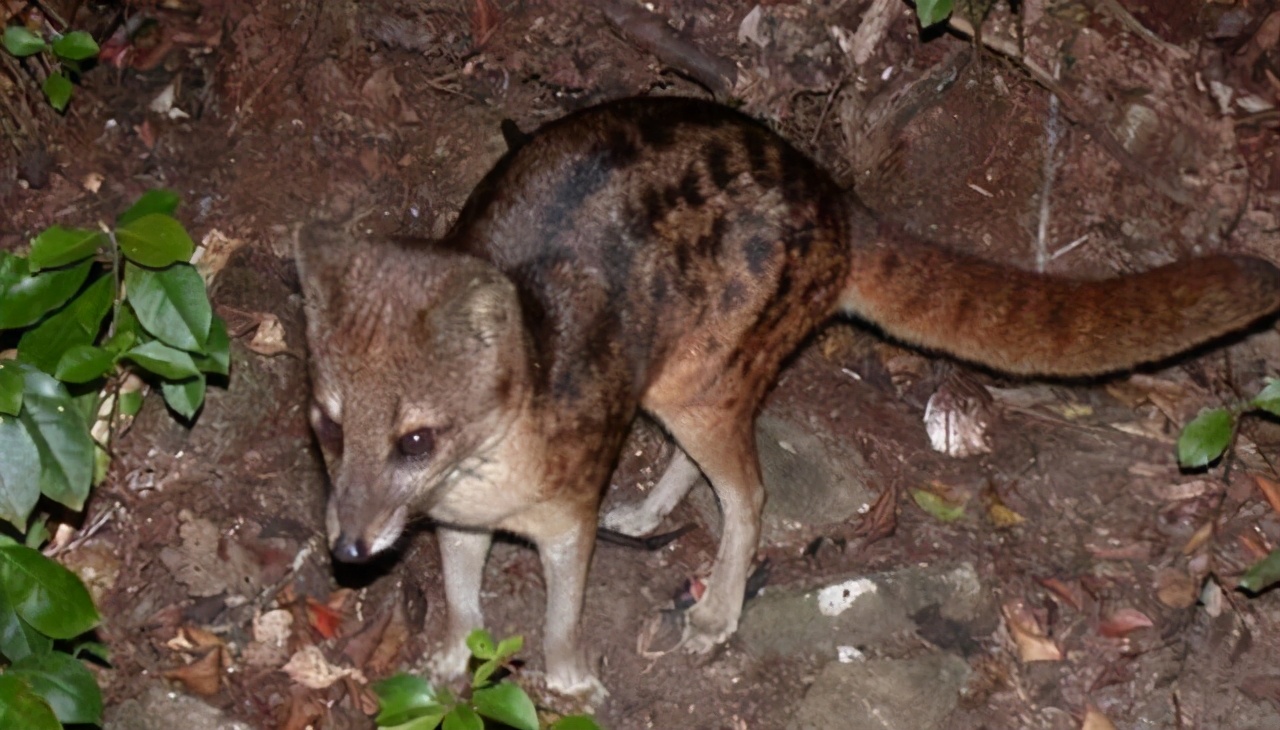 狗子交配后，为什么还背对背连在一起分不开？难道这样不危险么？