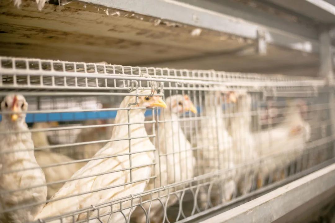 荷兰高科技有哪些,荷兰高科技农业有限公司