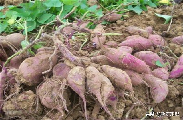 紫薯种植技术三大忌,紫薯夏季可以种植吗
