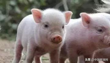 养猪想赚钱关注这3点,养猪要想有钱赚方法很简单