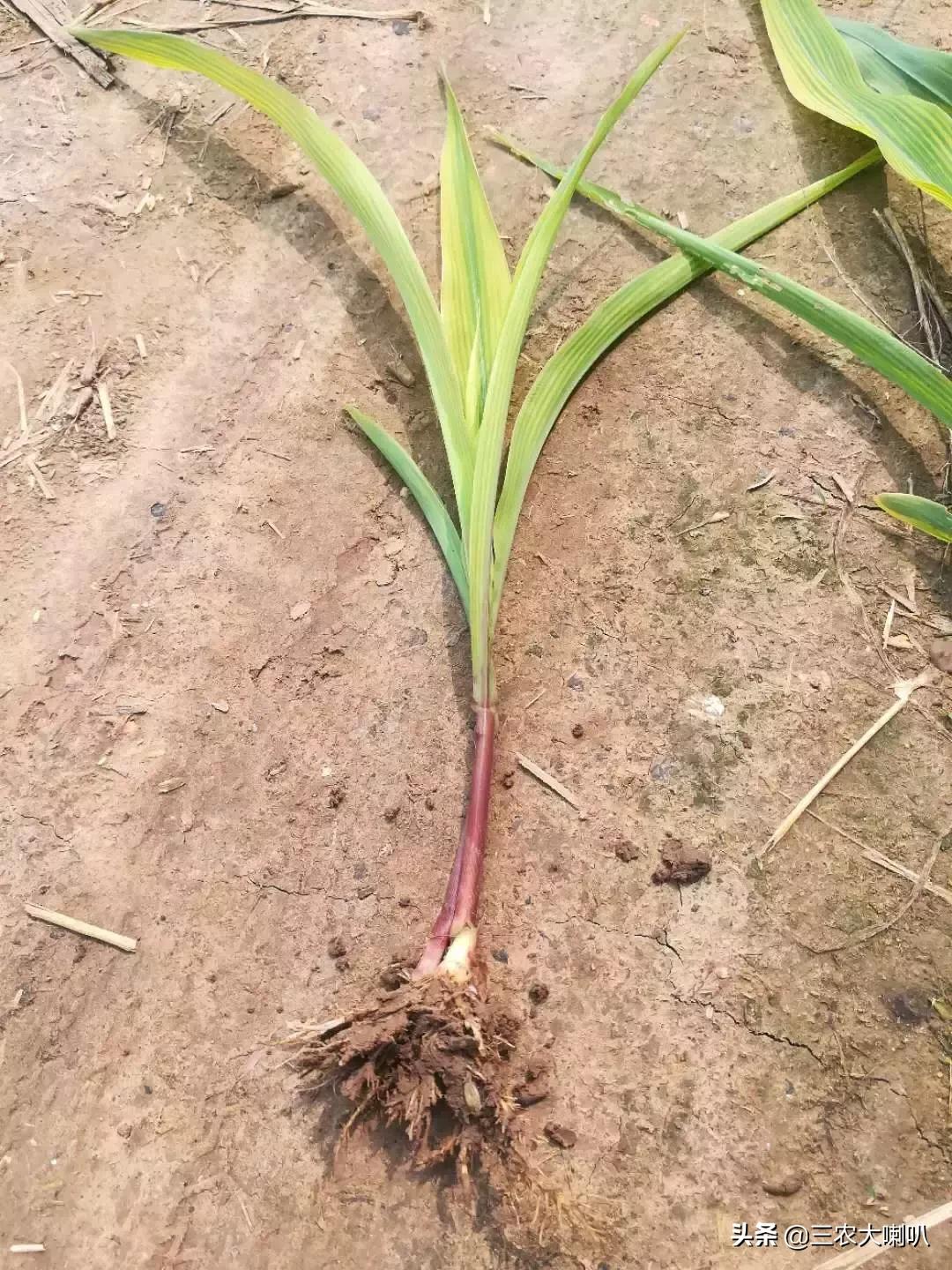 今年的玉米怎么办啊,玉米现在该怎么办