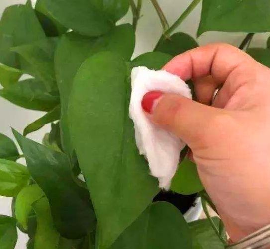 植物叶面不油亮缺什么,植物不缺水但叶子发黄