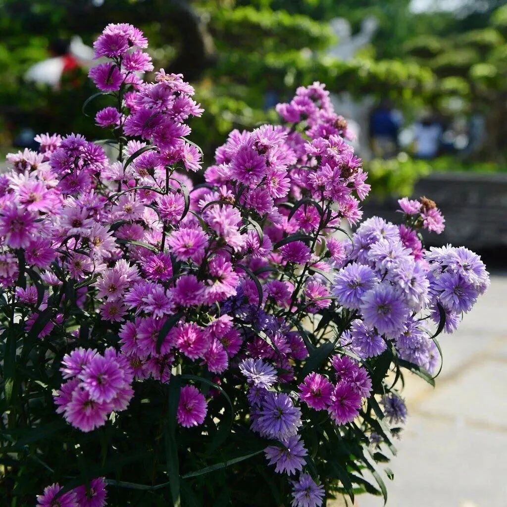 4种花适合秋天养漂亮又好养,庭院养花就养3种花开花多