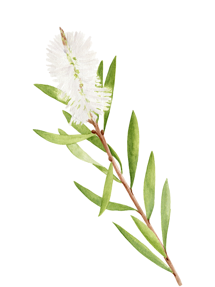 解锁精油|茶树精油的N种用法