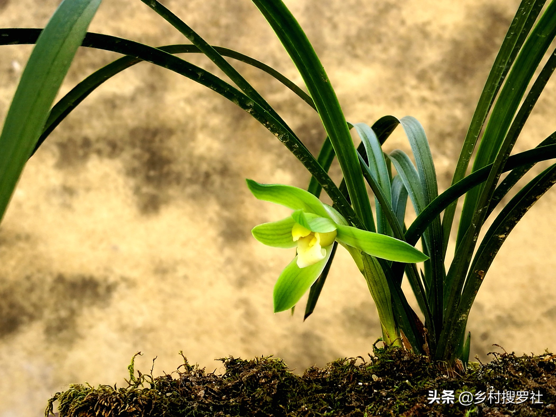 网购兰花预防消苞,网购兰花应关注什么