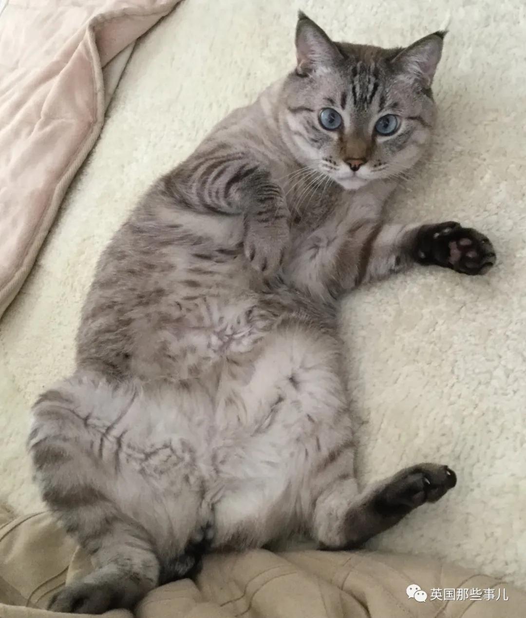 养暹罗猫会得什么病吗,养暹罗猫就像开盲盒