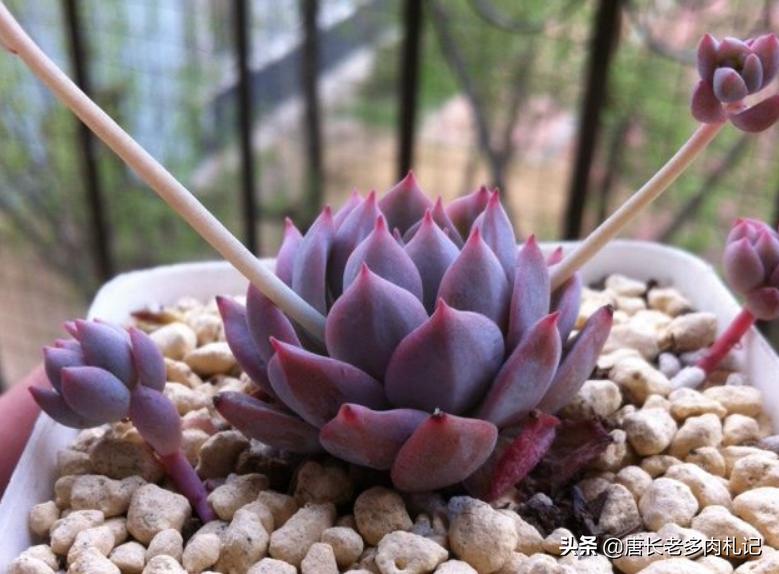 粉蔓多肉状态图,粉蔓多肉全状态