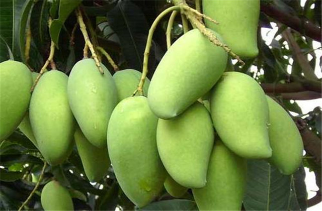 如何解决芒果树害虫,芒果主要虫害及防治方法