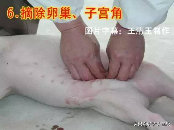 小母猪去势步骤照片和文字详解