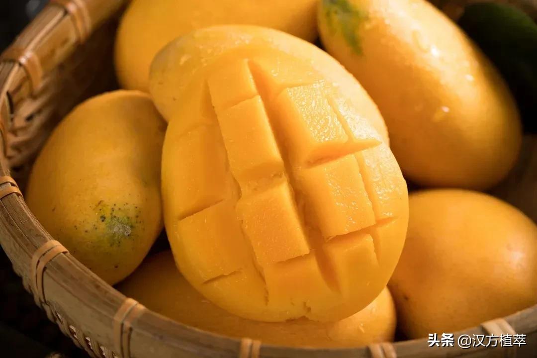 水果含糖量高的人不能吃,水果很甜不等于含糖量高