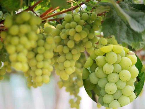 100种葡萄品种大全,12种热门葡萄