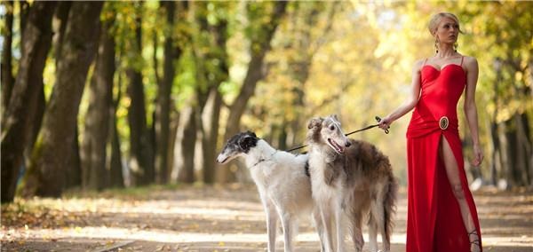俄罗斯猎狼犬深棕色,俄国猎狼犬