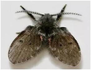 卫生间下水道小黑虫如何处理,洗手间里的小黑虫怎么消灭