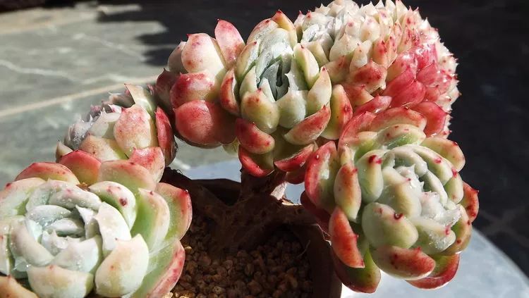 爱机车，爱多肉，宝妈花姐的诗和远方