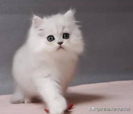 铲屎官如何挑选猫零食,铲屎官们如何给猫咪选窝