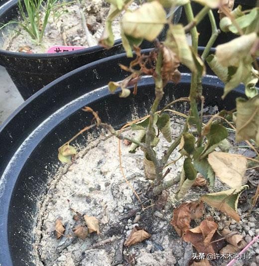 月季黑杆烂根用什么药,月季扦插黑杆了怎么救