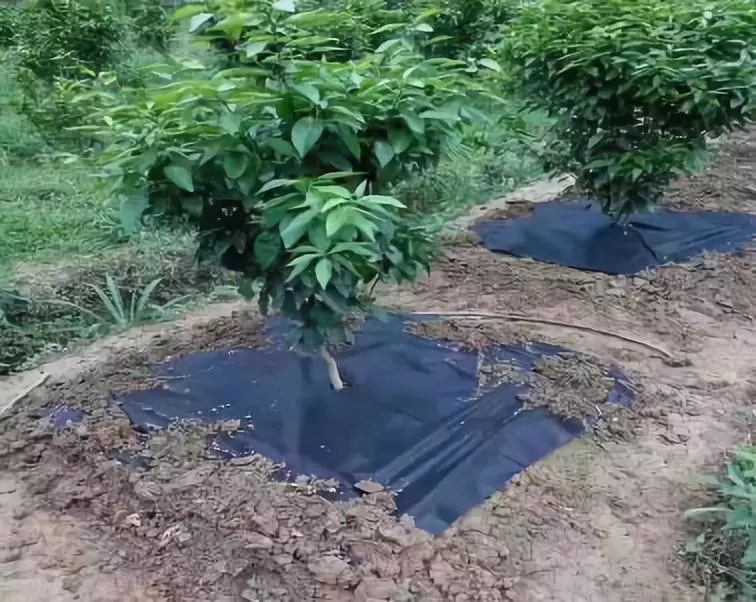 既能高效除草又能省时省力,果树地打除草药怎么省时省力