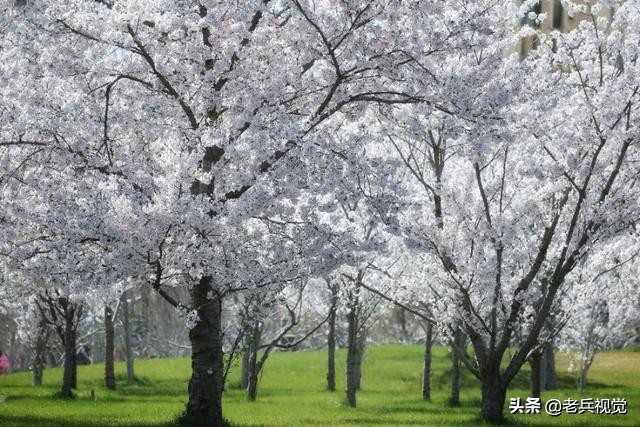 浪漫樱花校园,浪漫樱花视频