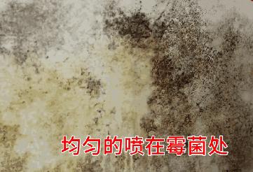 怎么样处理室内的霉菌墙,墙面潮湿发霉的原因及除菌方法