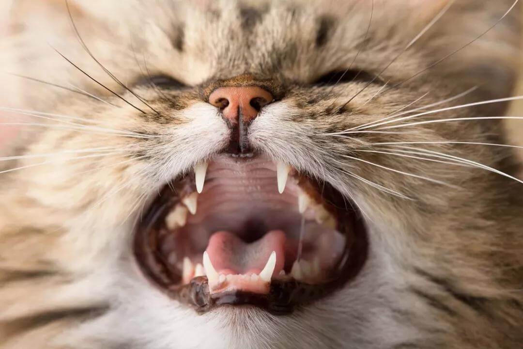 猫咪全口拔牙好可怜,猫咪被拔牙