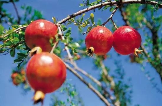 庭院植物搭配效果图,中式庭院景观植物搭配