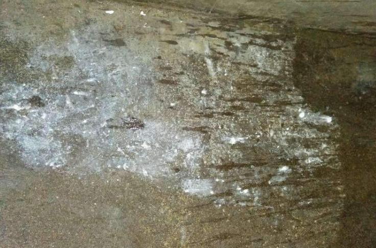 母猪尿出白色石灰是怎么回事？养猪人又该如何治疗？