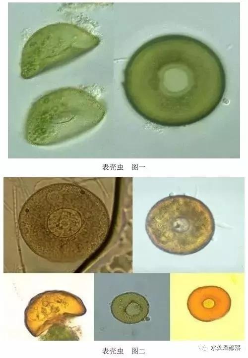 高清丨污水处理微生物图谱