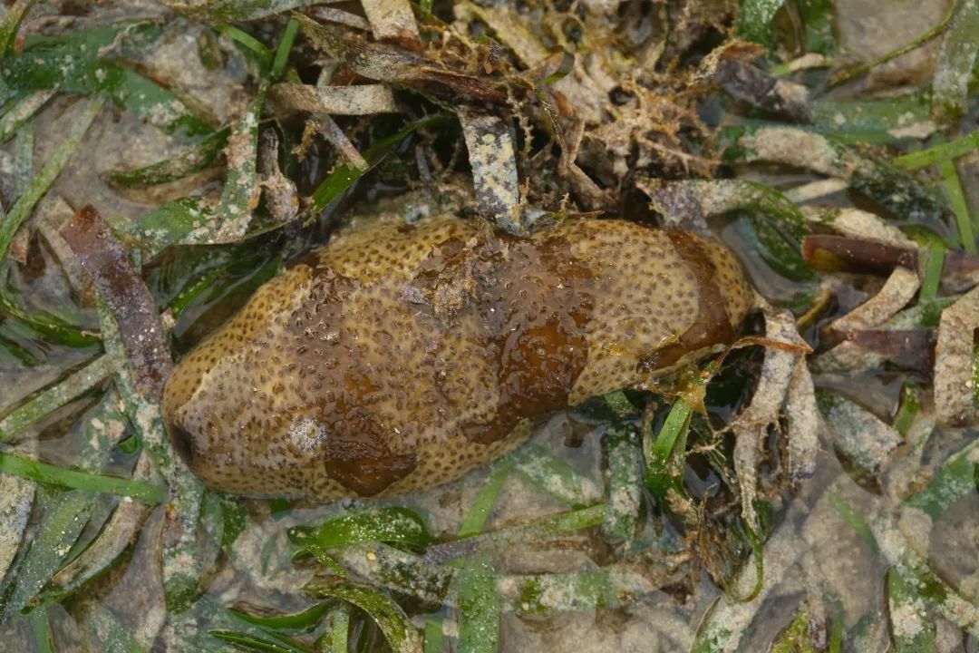 鎺㈢娴锋磱姘存瘝绉戞櫘,娼滄按鍛樻捣搴曟帰闄╀笉鏂欐児鎬掑ぇ鐧介波