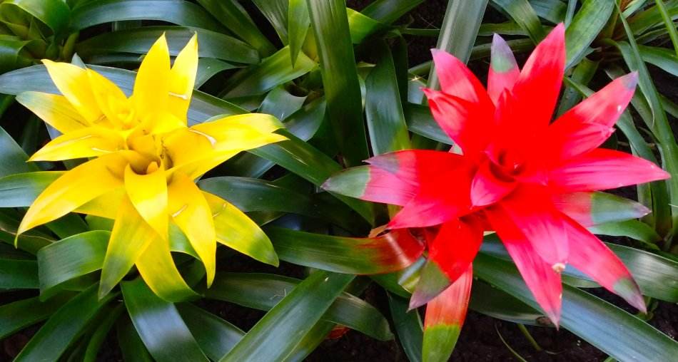 水塔花的养殖方法施什么肥,水塔花的养殖方法和关注事项