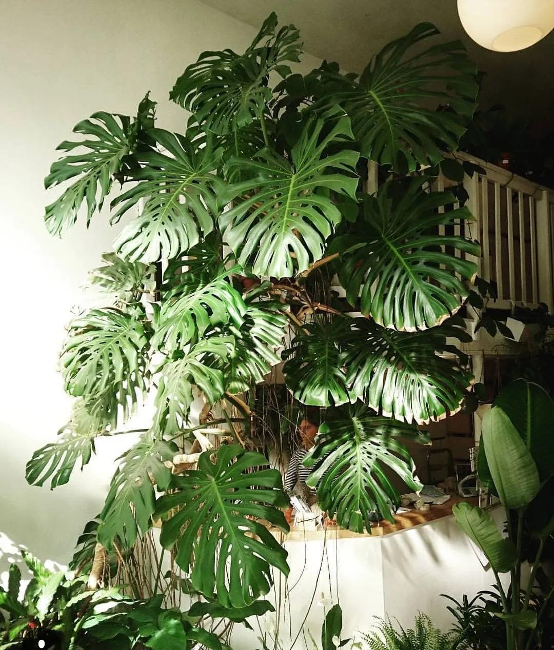 90岁的阿婆，养了株20年的龟背竹，冲上三层楼！霸气镇宅！