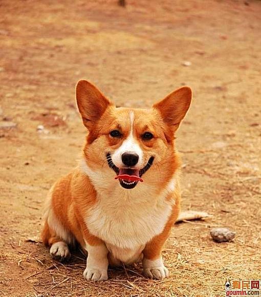 狗狗大全,送给喜欢狗的人）