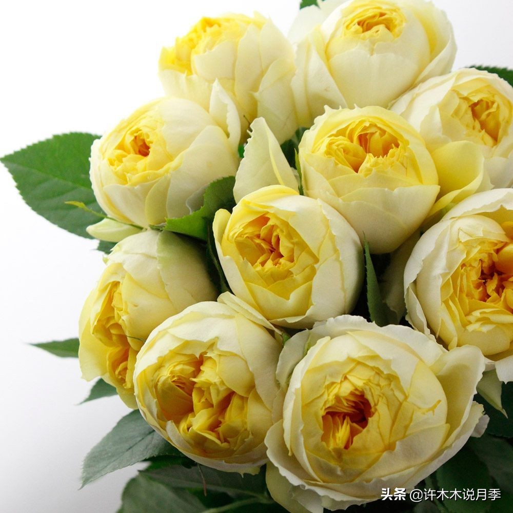 推荐一下多头月季花,100种月季品种大全