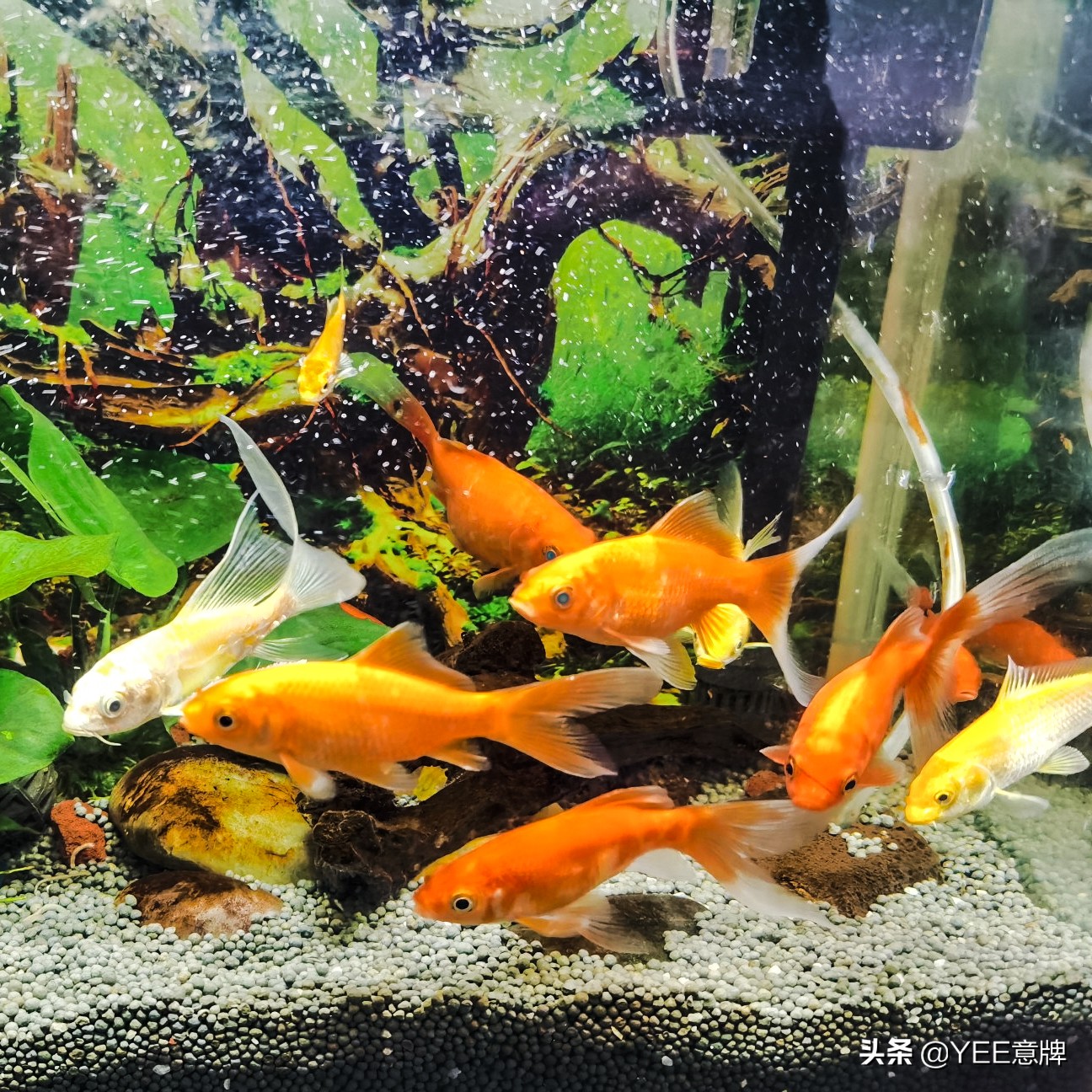 鱼眼睛内白膜怎么治,鱼眼上有层白膜是什么病怎么治
