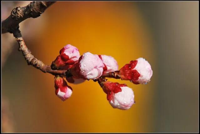 春花鉴赏指南大全,春花哪种最好