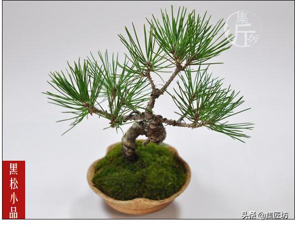 怎么养黑松盆景,触类旁通的正确用法