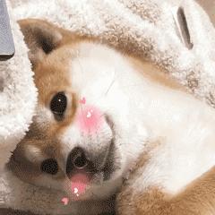 狗狗夜里不睡怎么办,狗狗晚上不听话怎么办