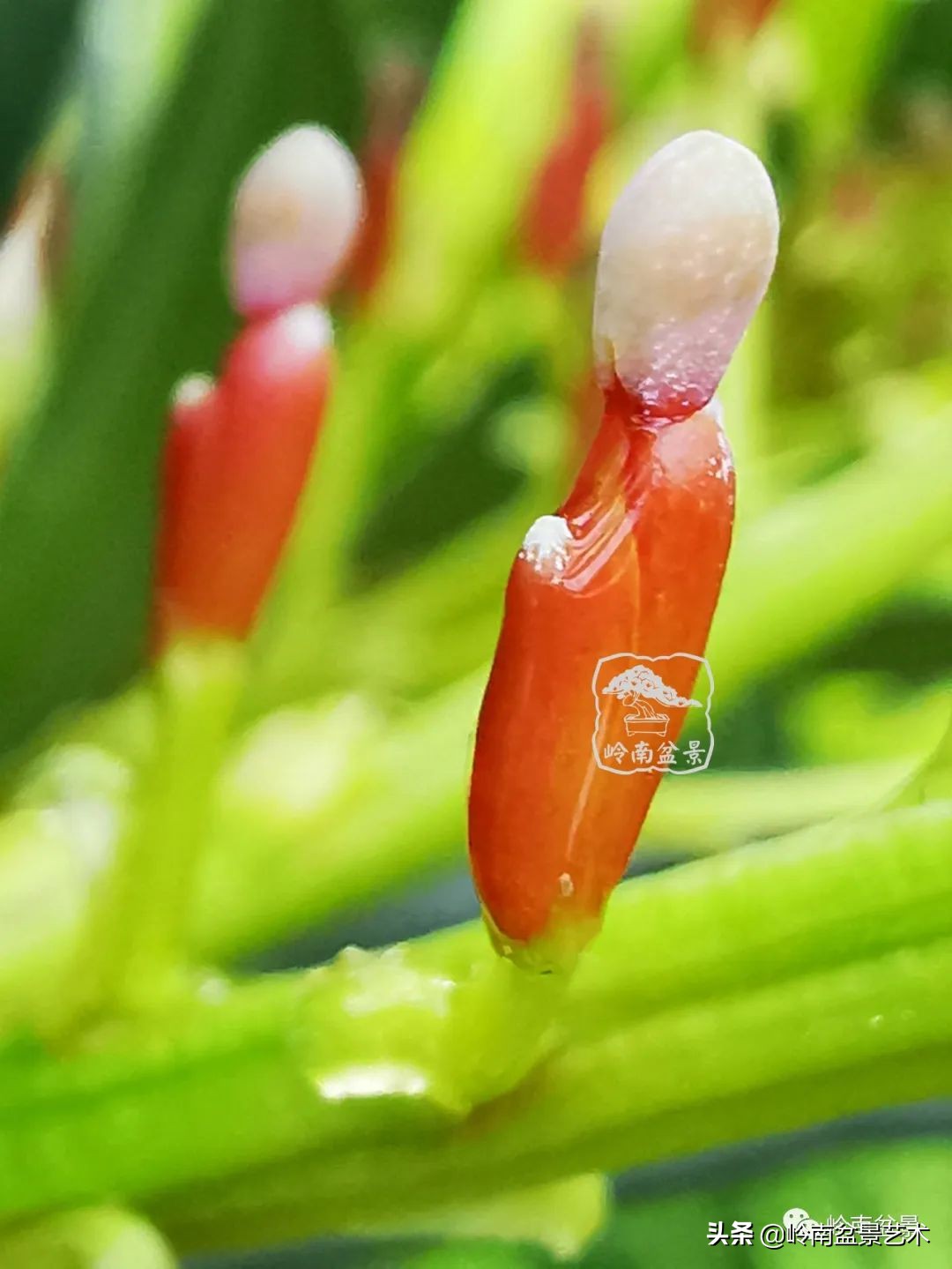 旺财罗汉松,罗汉松招财还是挡煞