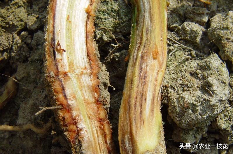 根腐病的最好治疗方法,根腐病的治疗最新方法