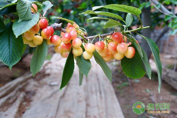 樱桃生长中裂果怎么办,樱桃落花的原因及防治